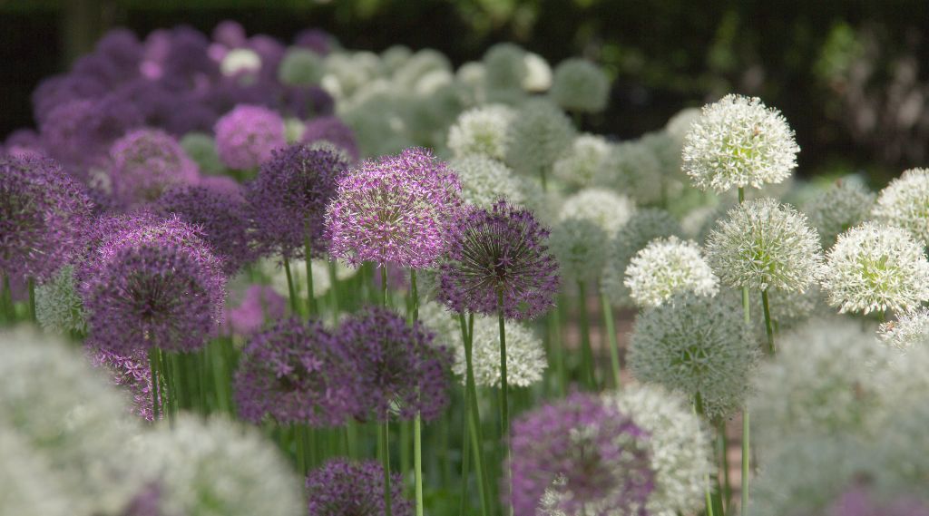 spring flowering bulbs