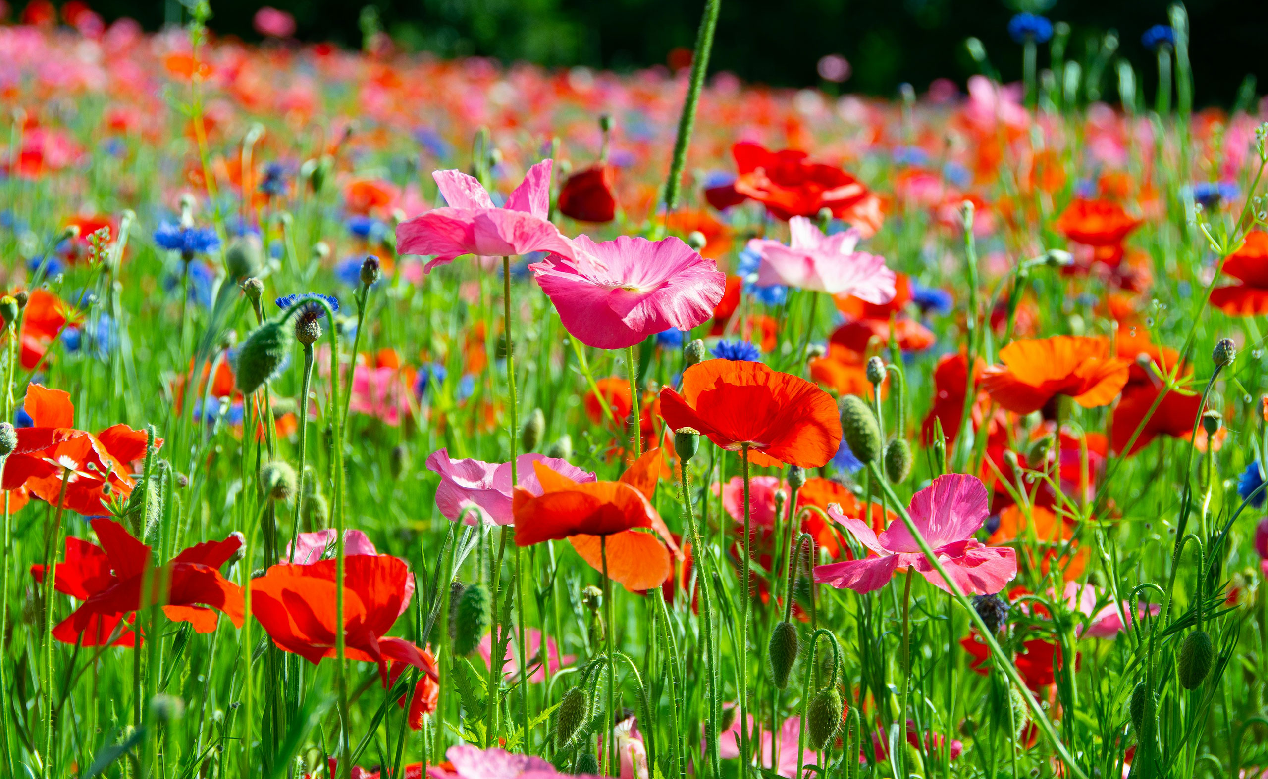wildflower-services-west-midlands