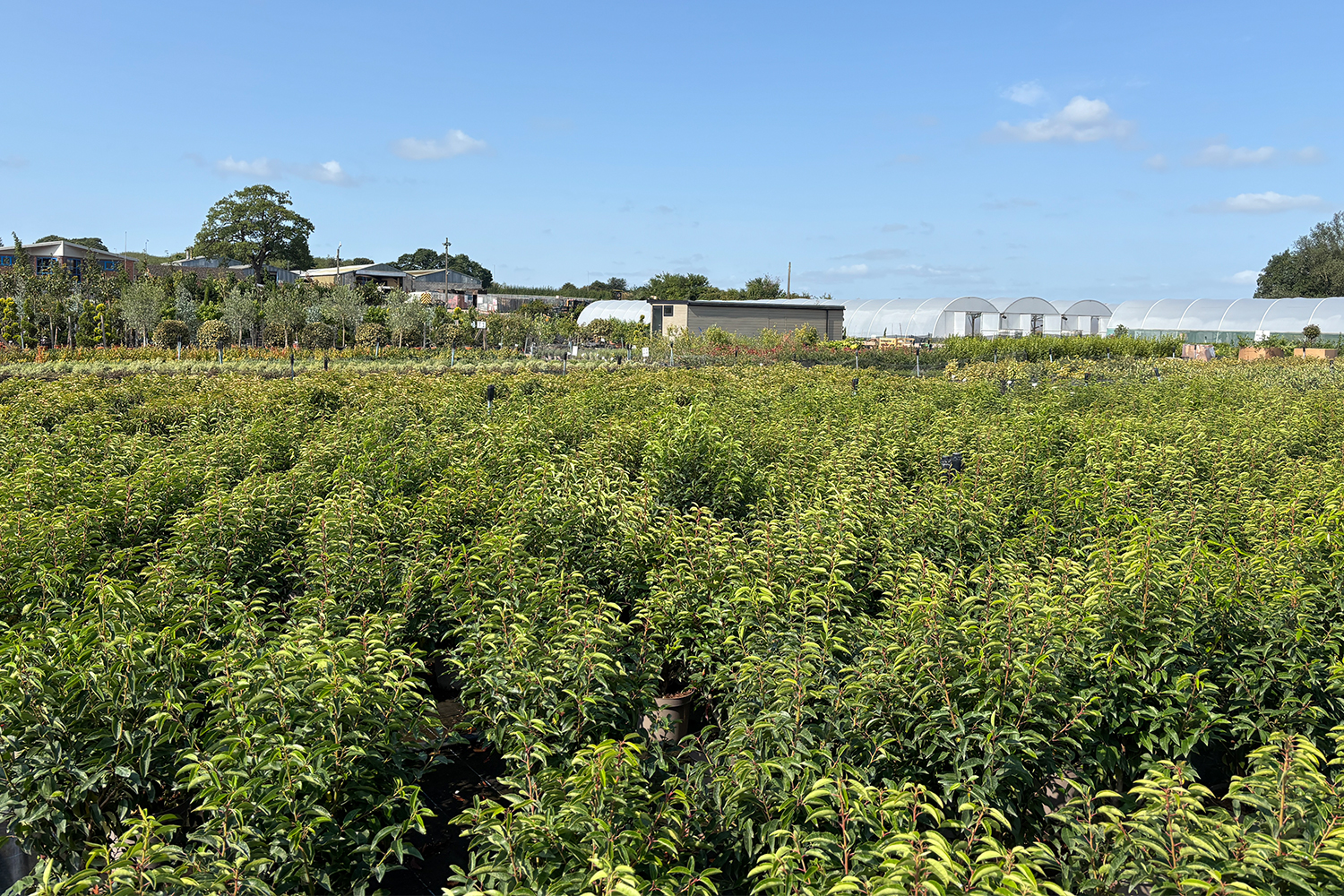 laurel-hedging-suppliers