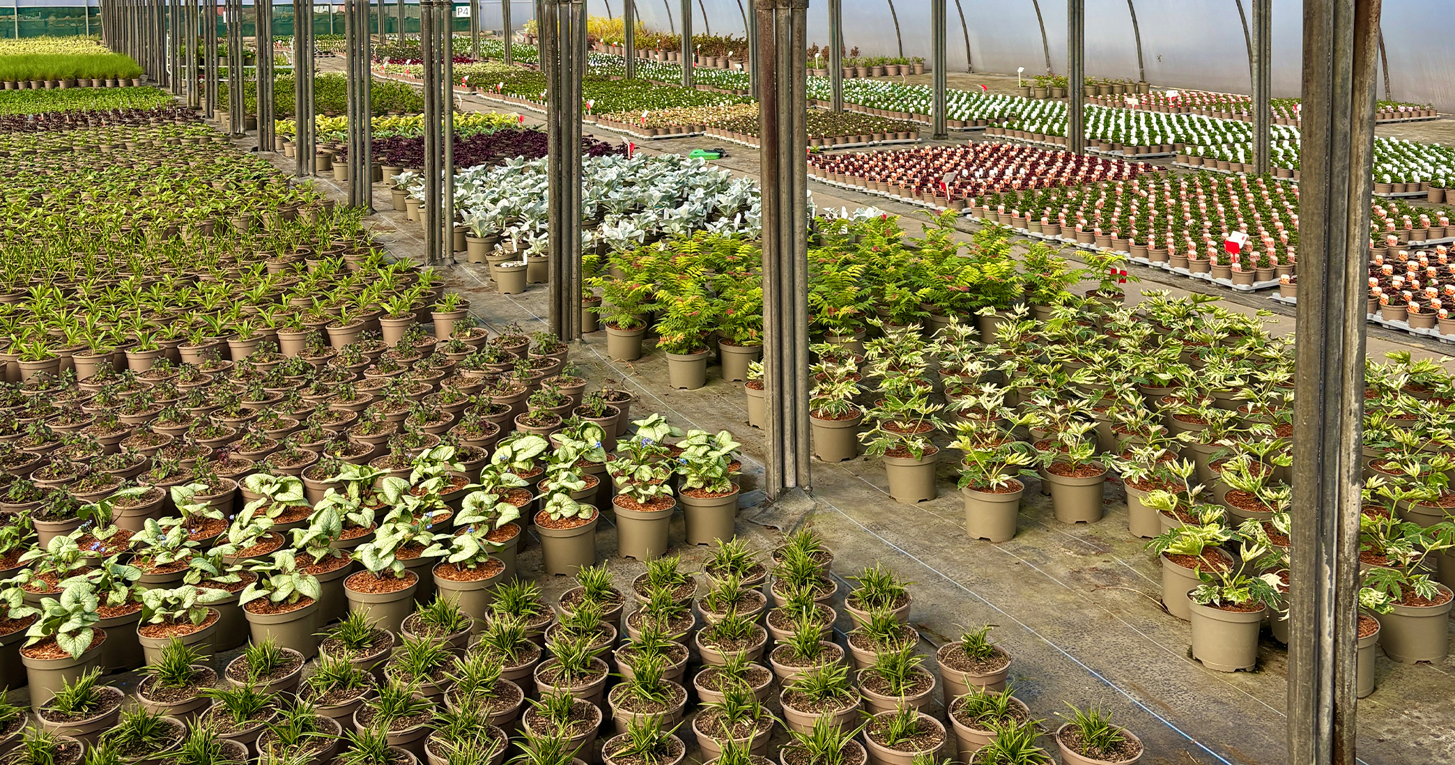 perennial-suppliers-west-midlands