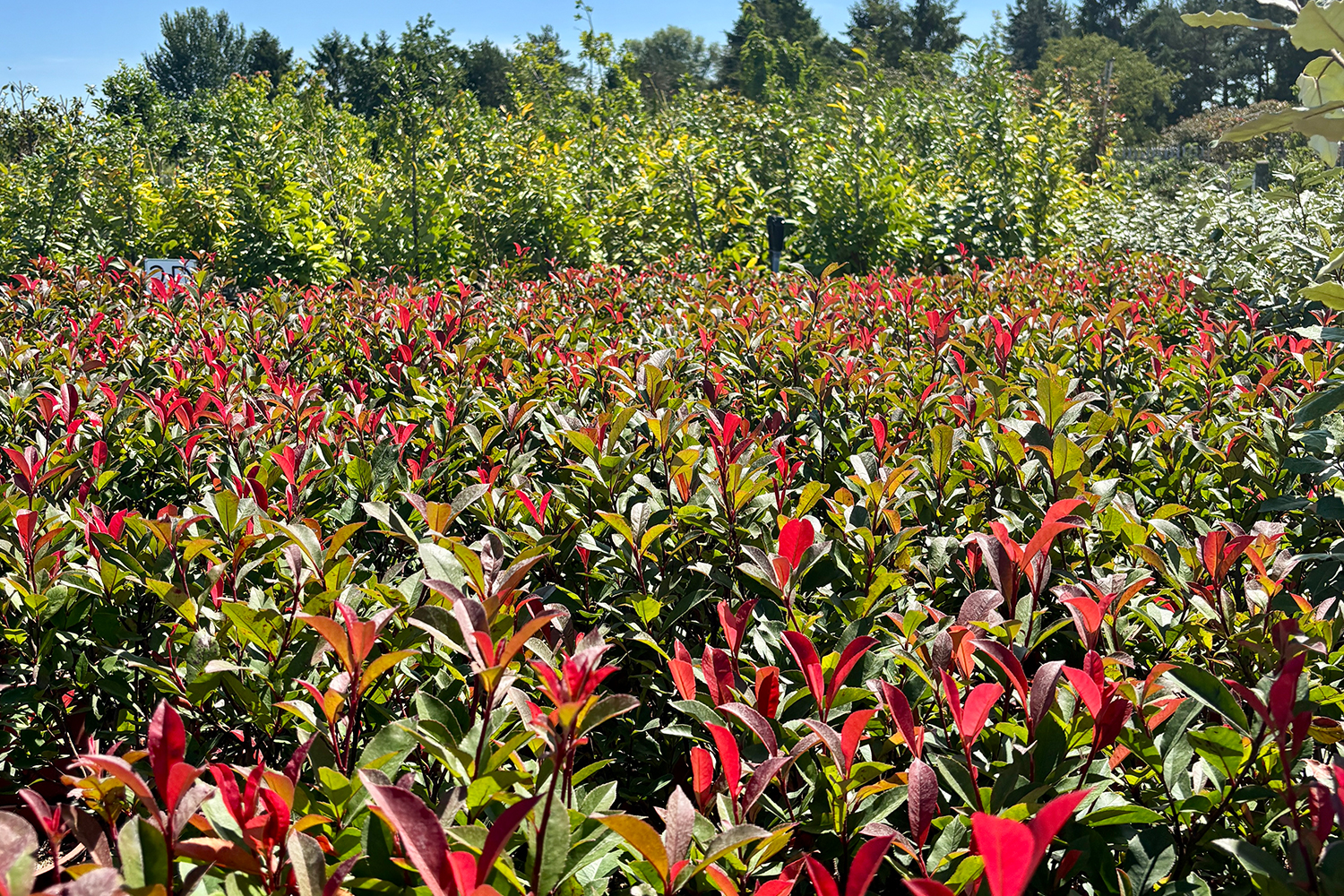 photinia-hedging-suppliers