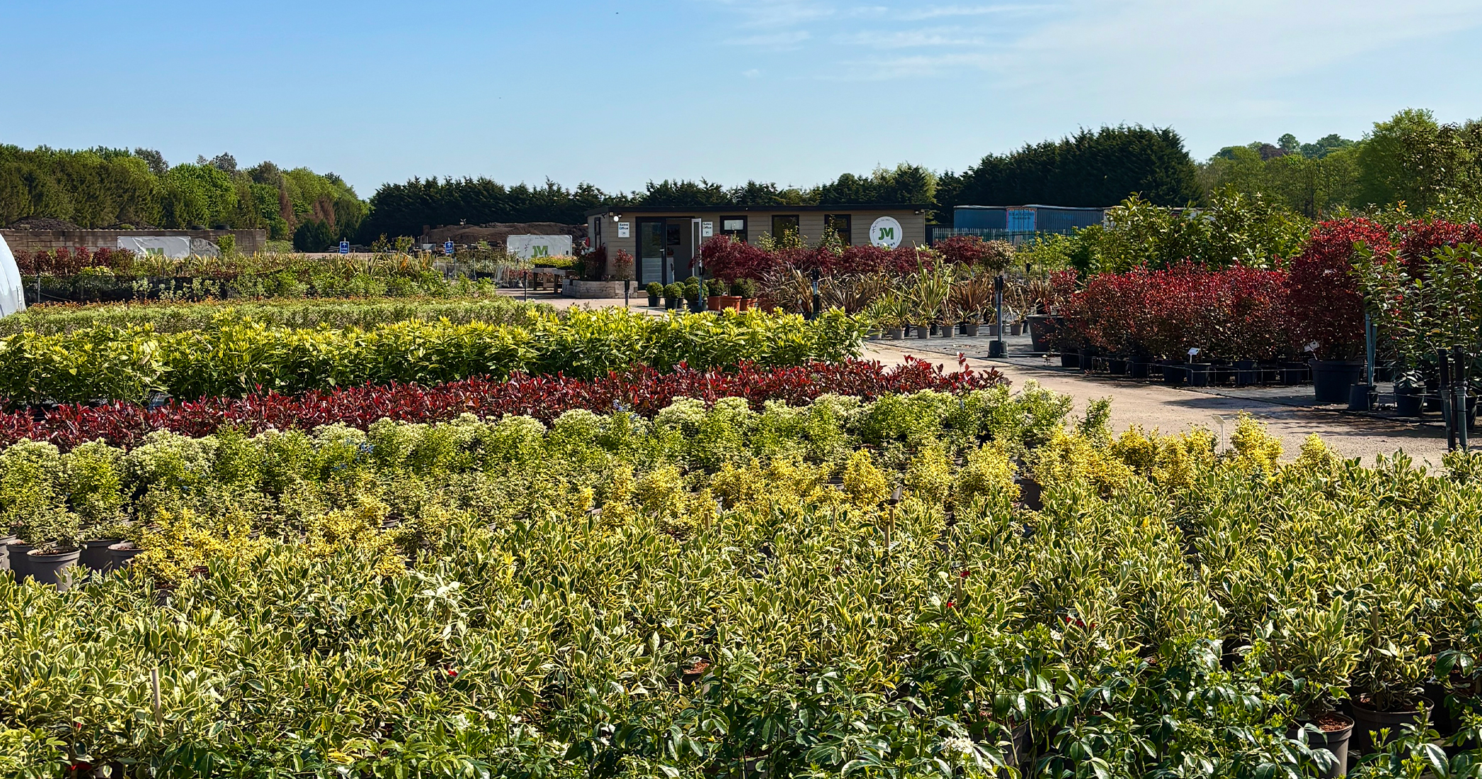 shrub-suppliers-west-midlands
