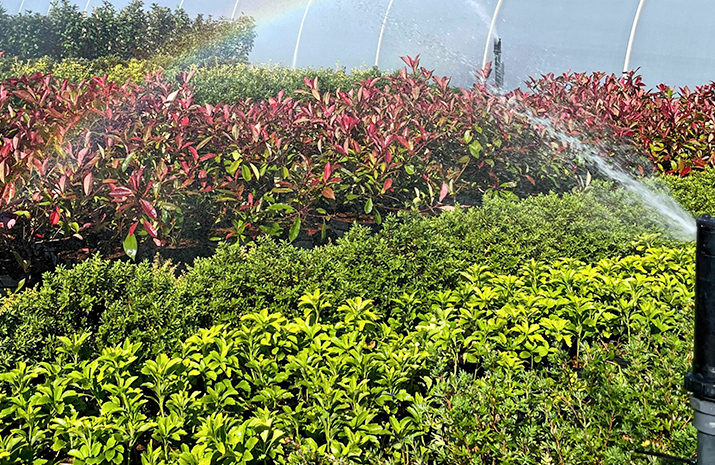 hedging-supply-west-midlands