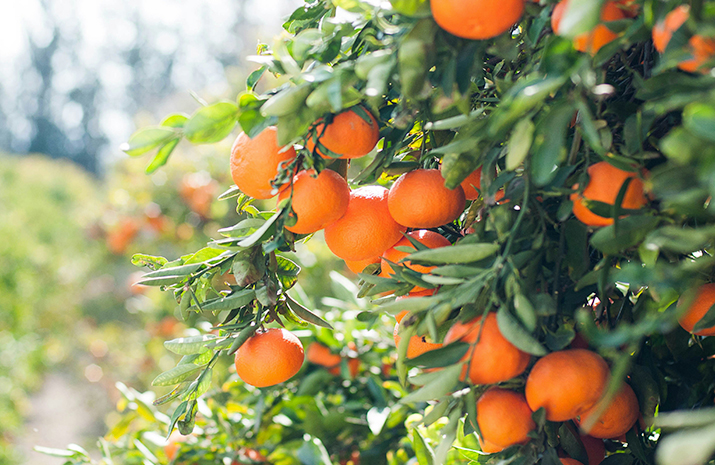 ornamental-plant-supply-west-midlands