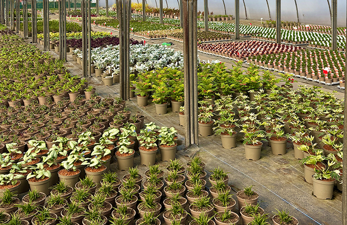 perennial-supply-west-midlands