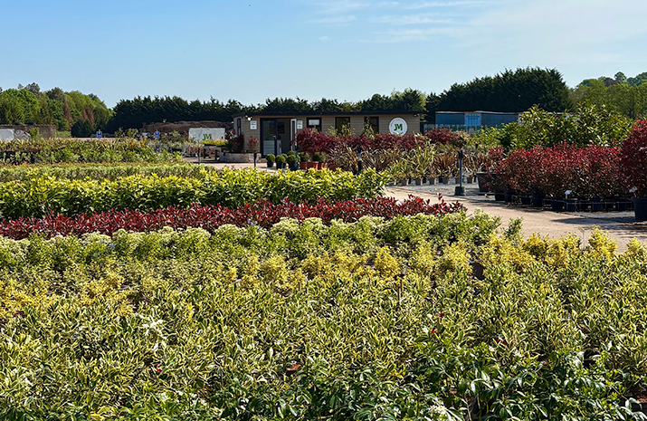 shrub-supply-west-midlands
