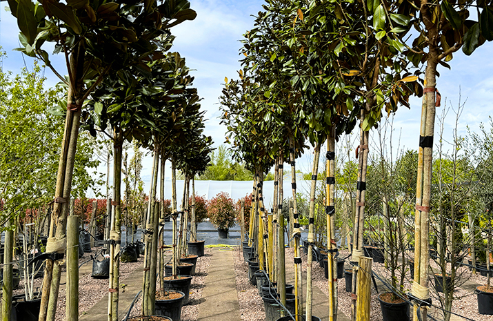 tree-supply-west-midlands