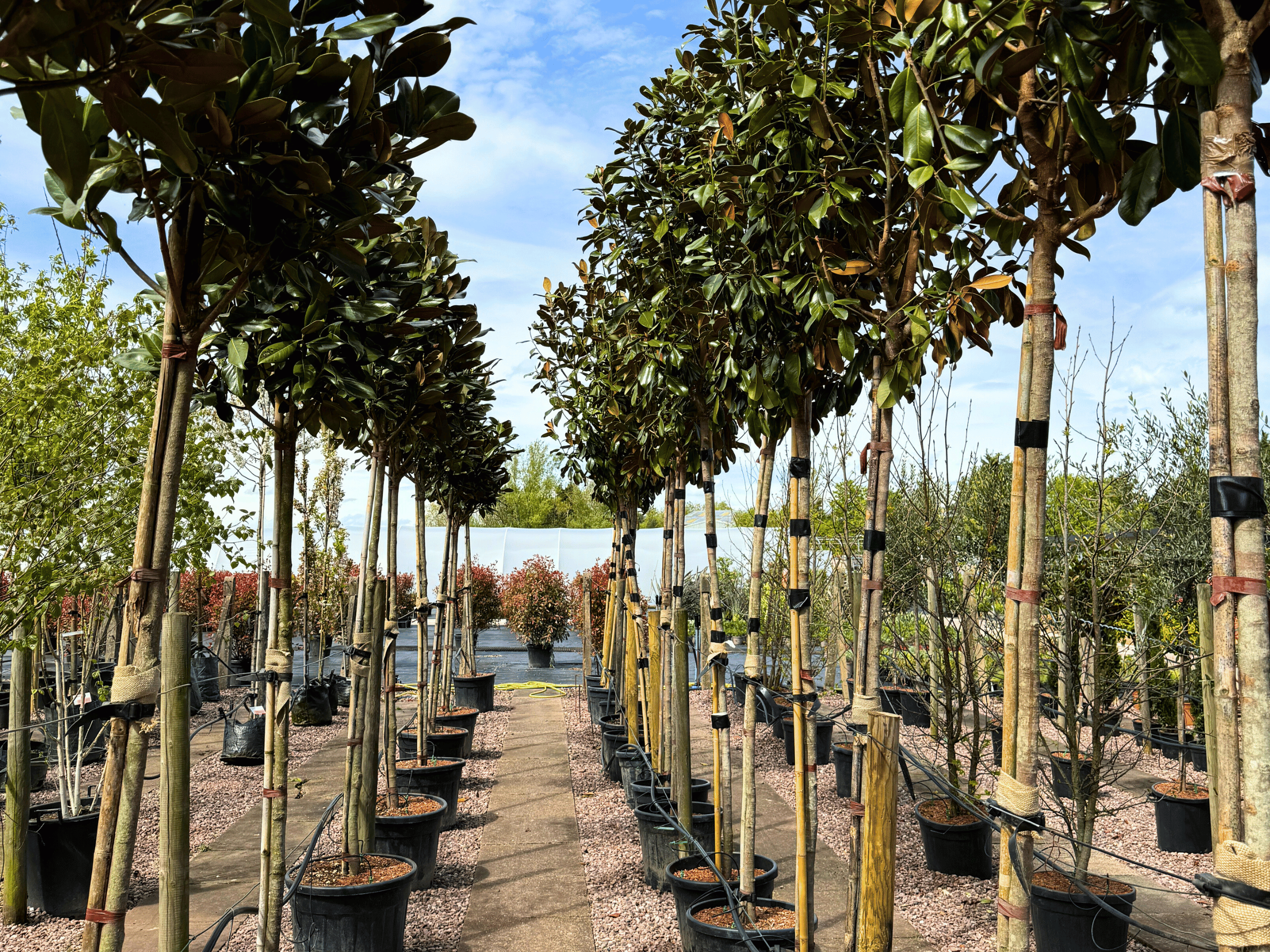tree-supply-west-midlands