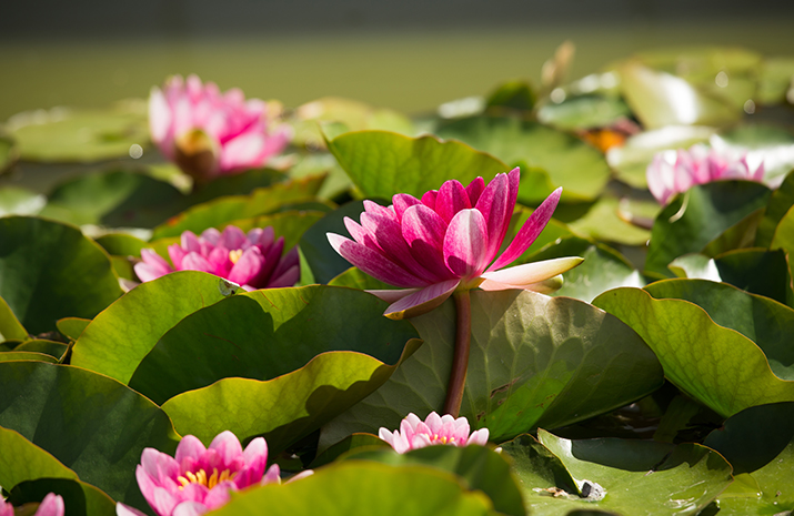 aquatic-plants-west-midlands