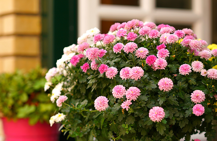 container-plants-west-midlands