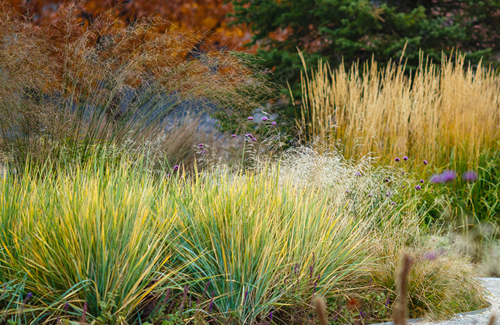 ornamental-grasses-west-midlands